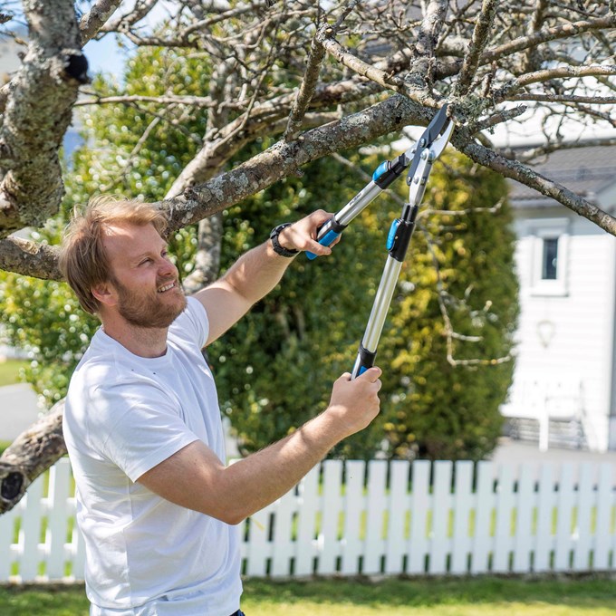 How to Prune Fruit Trees, Flowers and Shrubs
