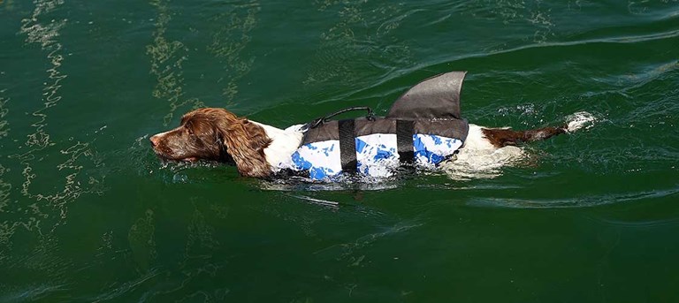 dogs life jacket