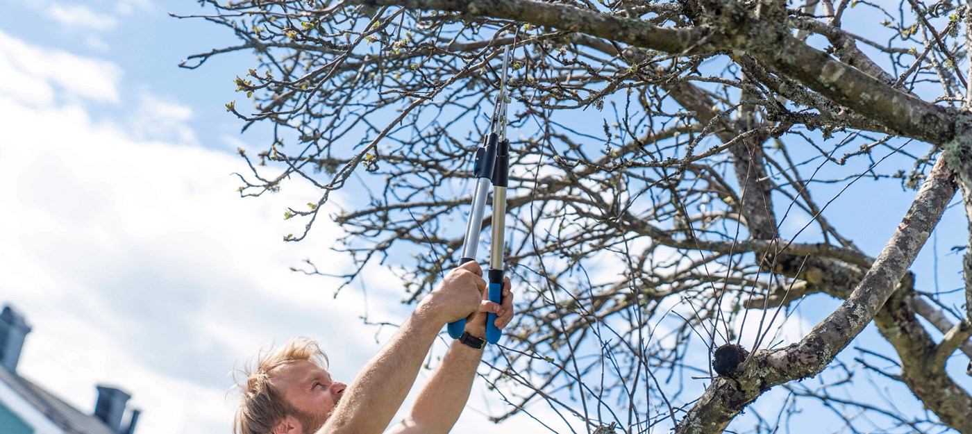 How to prune your apple trees
