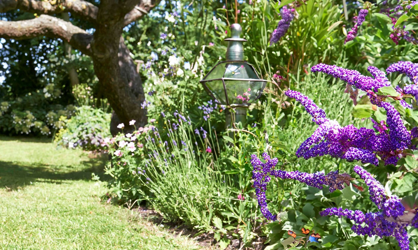 How to prune your butterfly bush