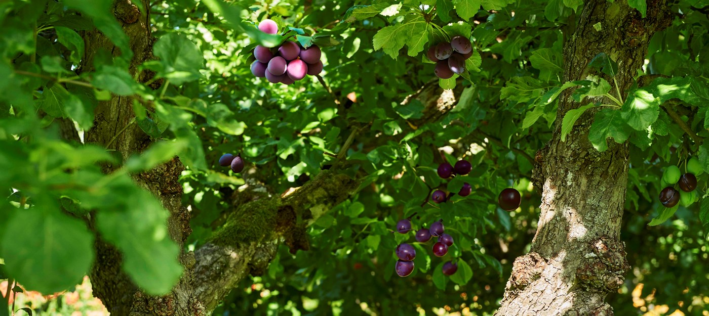 How to prune your plum trees 