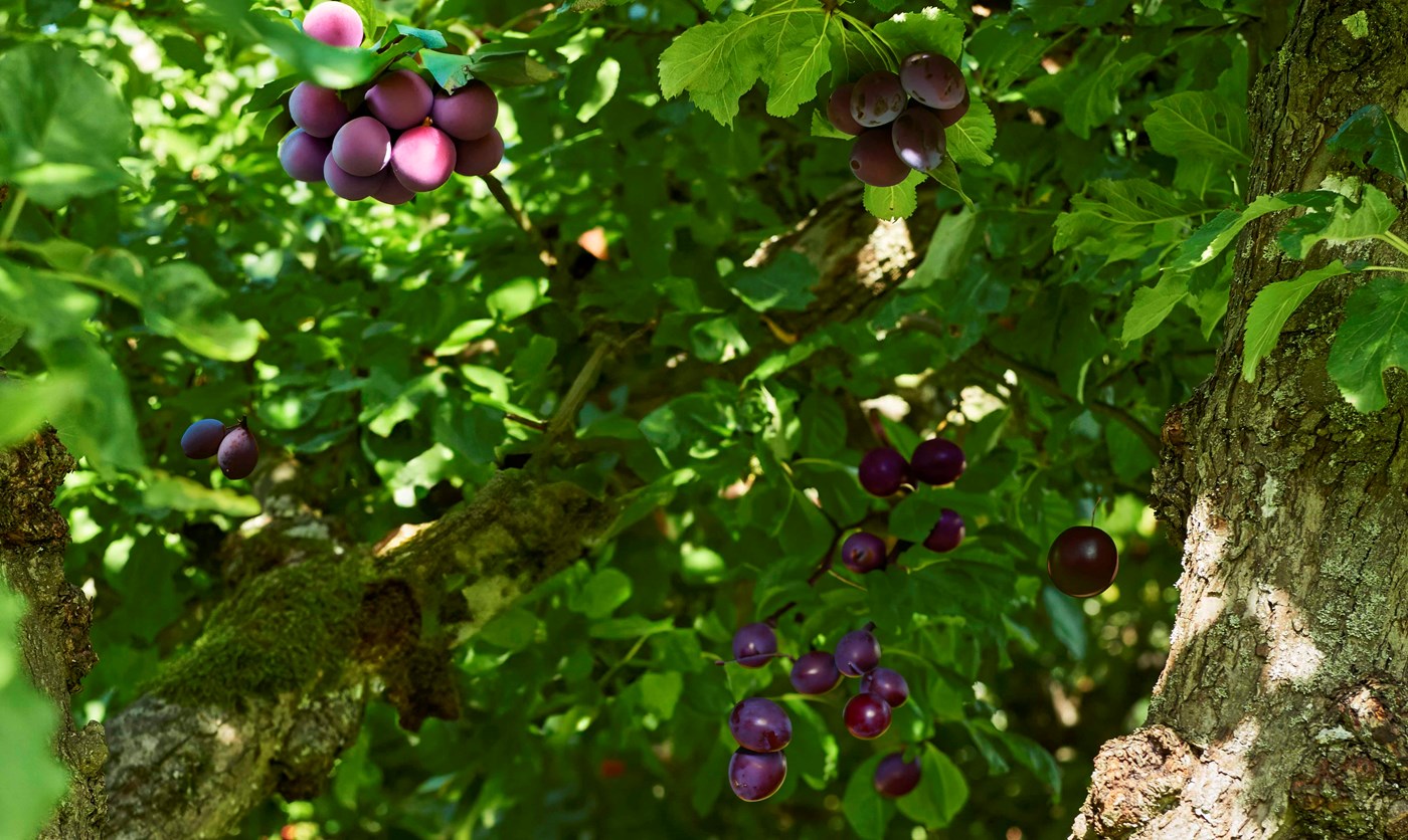 How to prune your plum trees
