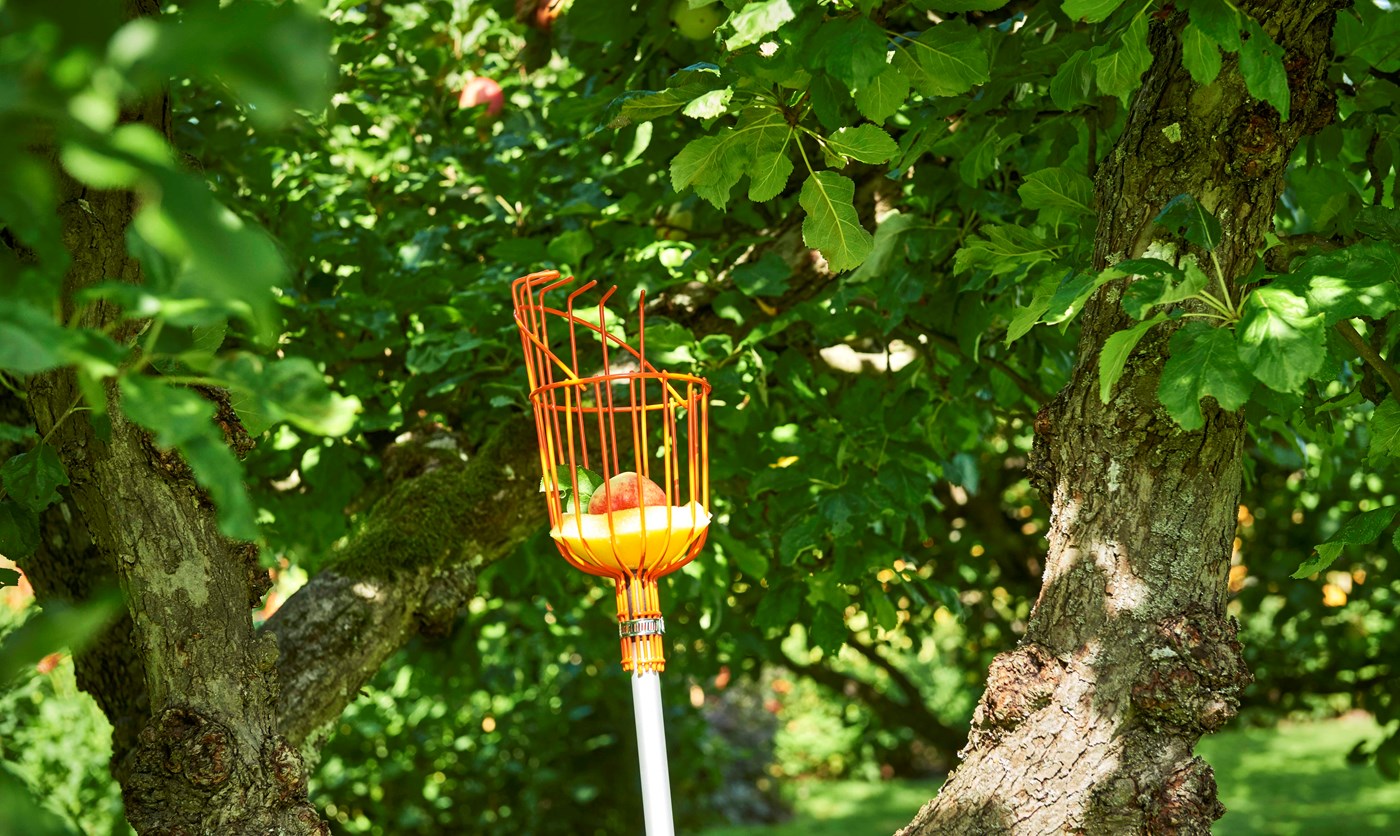 How to prune your stone fruit trees
