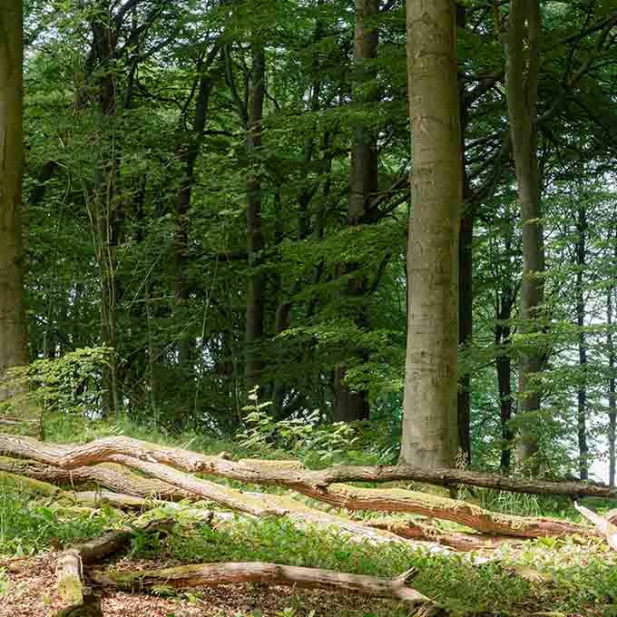 Välj rätt kläder för utflykten i skogen